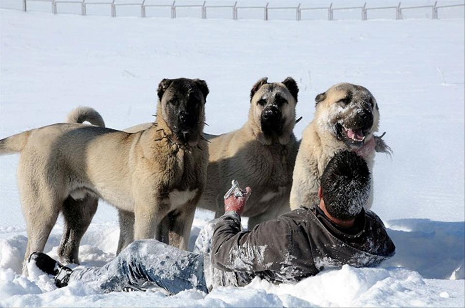 KANGAL KOPEKLERININ EKSI 30 DERECEDE SOGUKLA MUCADELESI
