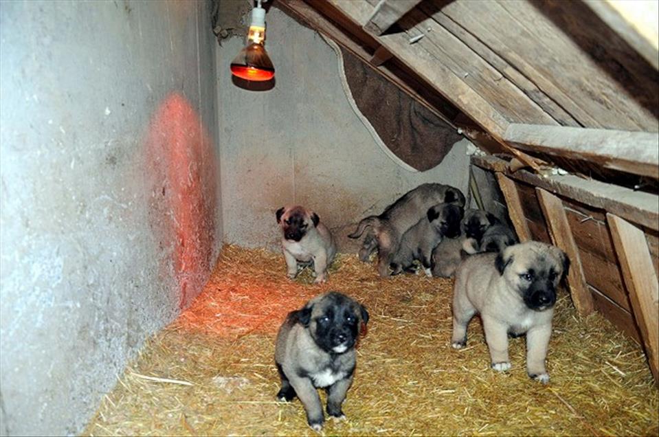 KANGAL KOPEKLERININ EKSI 30 DERECEDE SOGUKLA MUCADELESI