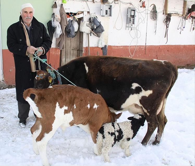 YAVRU KUZUYA INEK ANNELIK YAPIYOR
