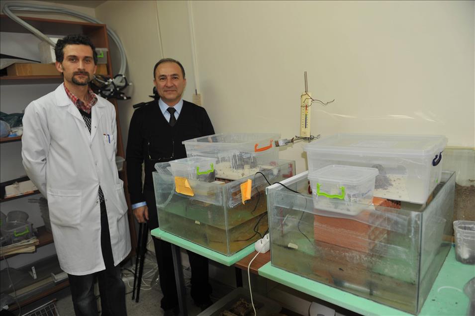 CIFTCI KARINCALAR TURKIYE'DE