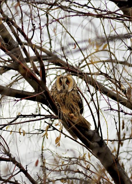 TUZ GOLU'NDE BAYKUSLAR 