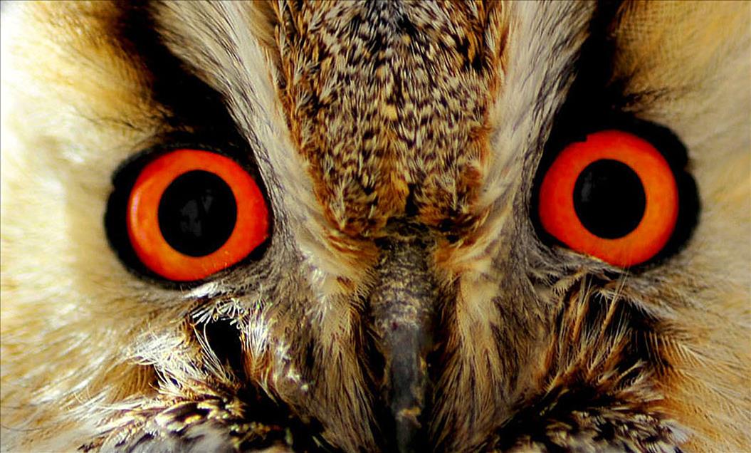 TUZ GOLU'NDE BAYKUSLAR 