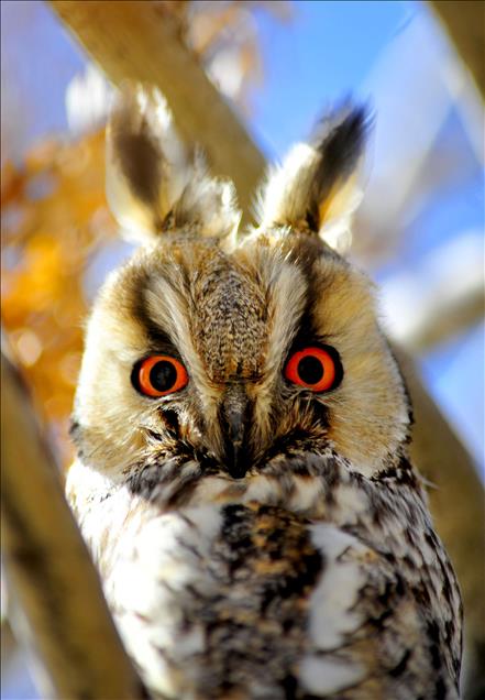 TUZ GOLU'NDE BAYKUSLAR 