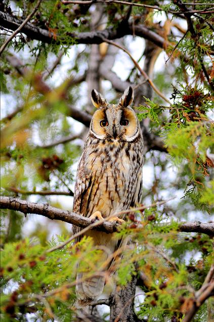 TUZ GOLU'NDE BAYKUSLAR 