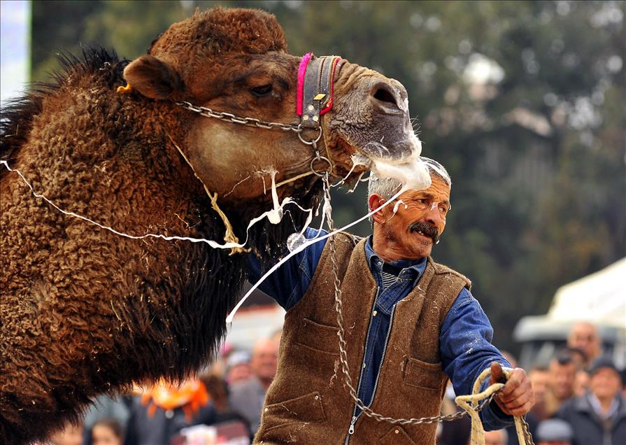 IZMIR'DE DEVE GURESI FESTIVALI