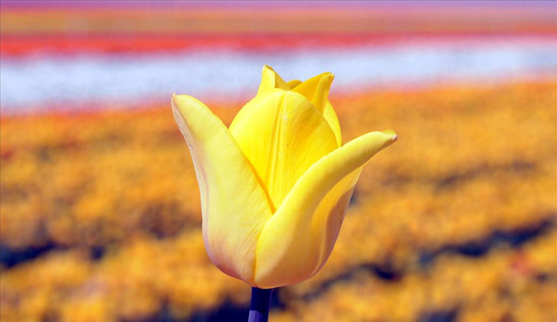 Turkish tulip charming people with its beauty and grace