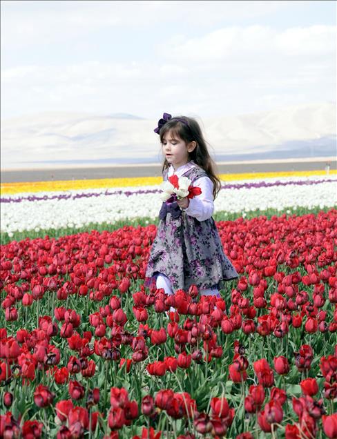 Turkish tulip charming people with its beauty and grace