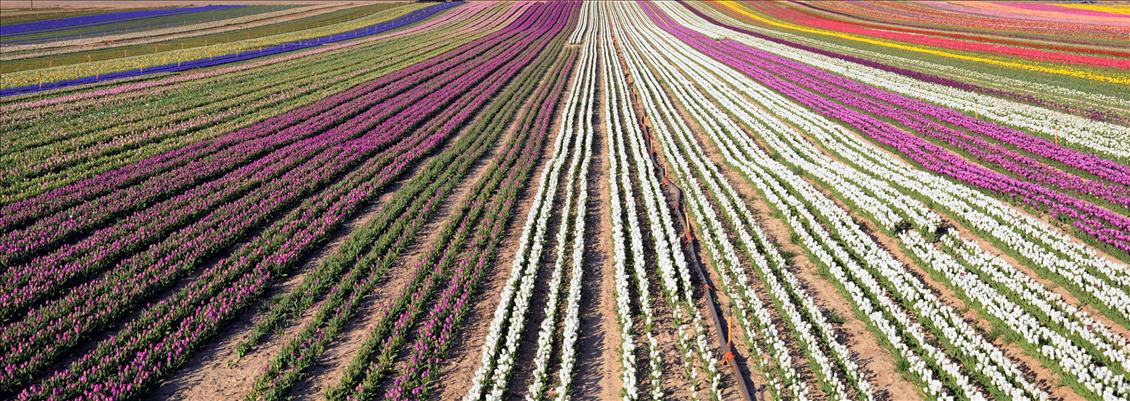 Turkish tulip charming people with its beauty and grace