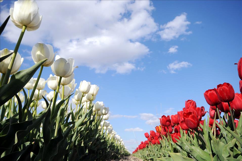 Turkish tulip charming people with its beauty and grace