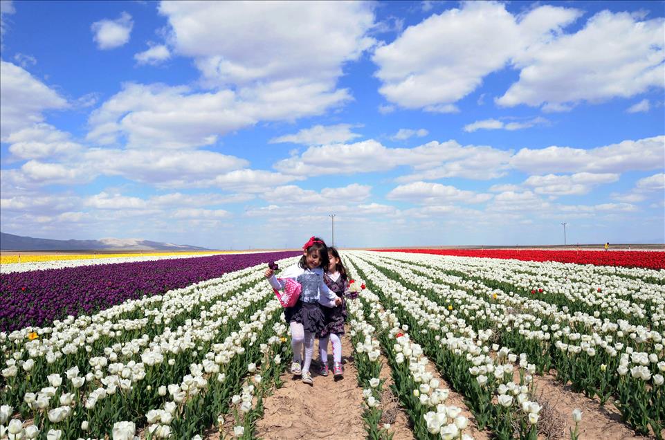 Turkish tulip charming people with its beauty and grace