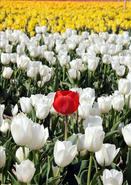 Turkish tulip charming people with its beauty and grace