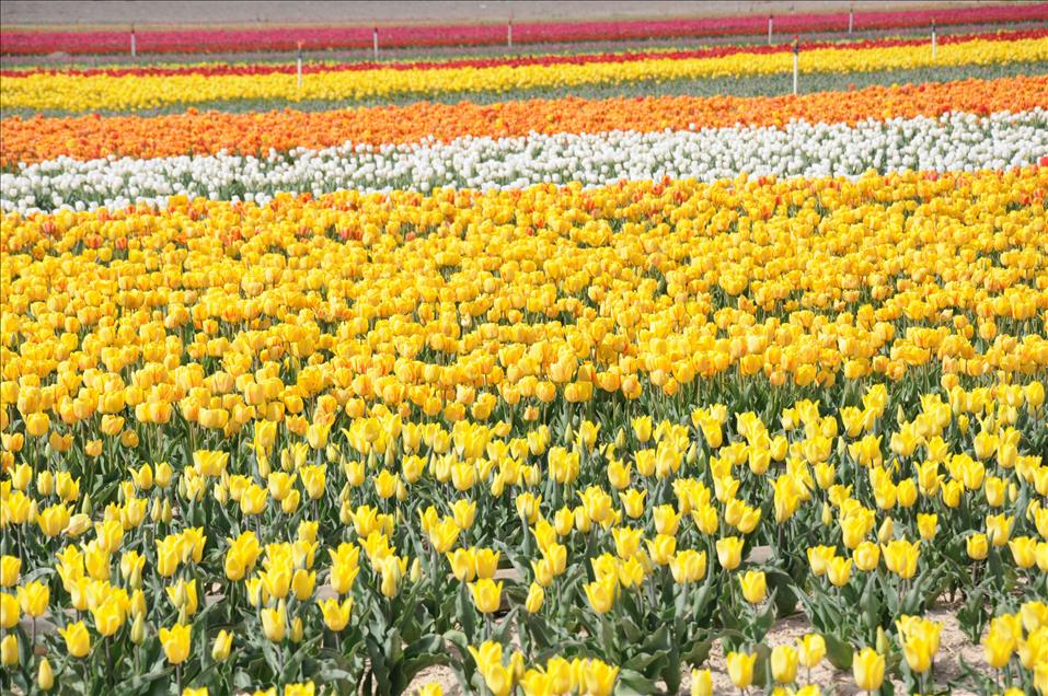 Turkish tulip charming people with its beauty and grace