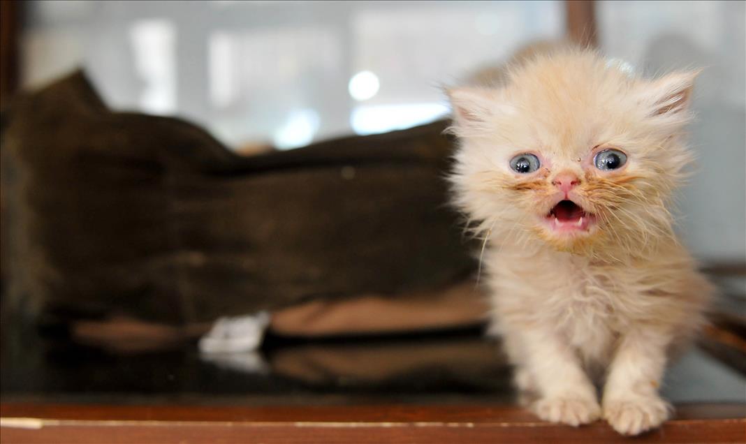 'YURT DISINA GIDIYORUM KEDILERIME BAKAR MISINIZ?'