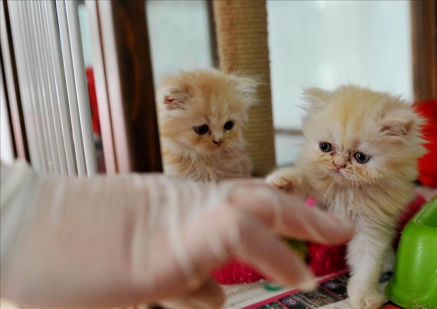 'YURT DISINA GIDIYORUM KEDILERIME BAKAR MISINIZ?'