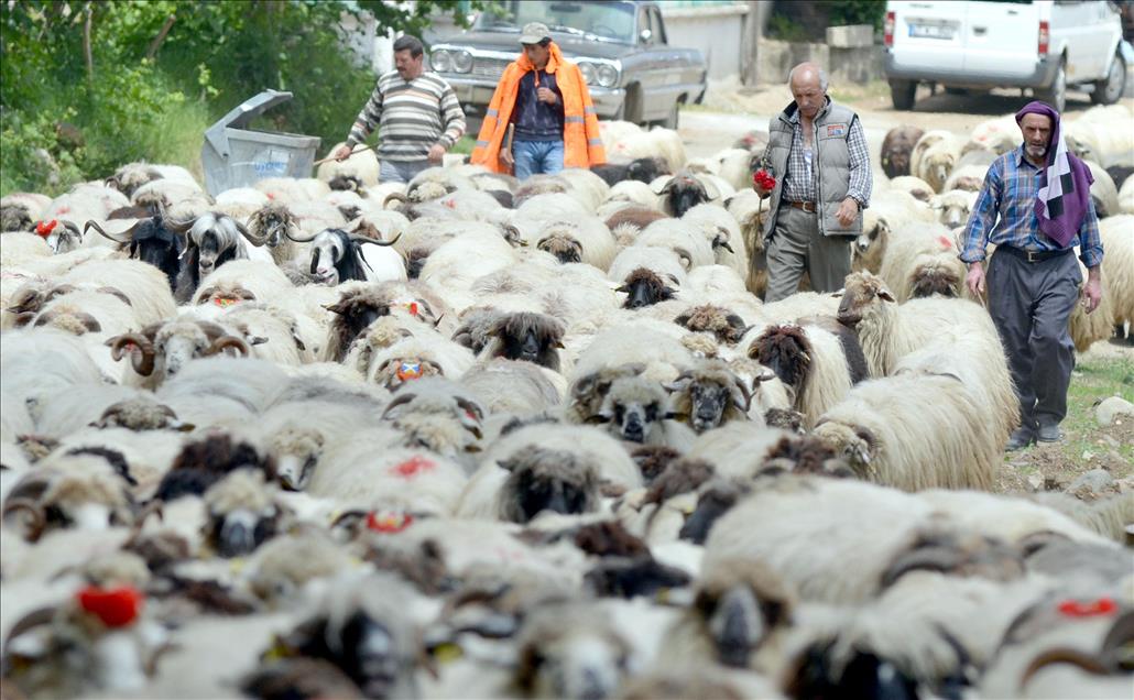 GELENEKSEL YAYLA GOCU BASLADI