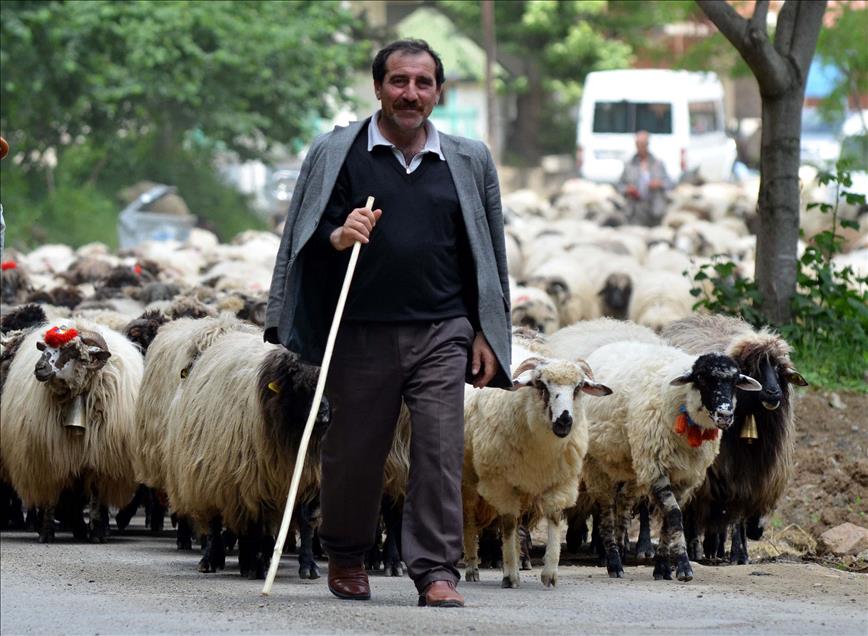GELENEKSEL YAYLA GOCU BASLADI