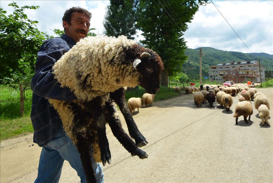 GELENEKSEL YAYLA GOCU BASLADI