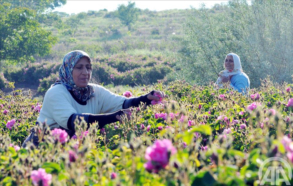 TURKIYE'NIN GUL BAHCESI'NDE HASAT MEVSIMI