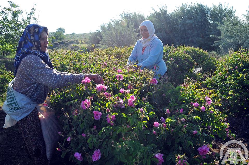 TURKIYE'NIN GUL BAHCESI'NDE HASAT MEVSIMI