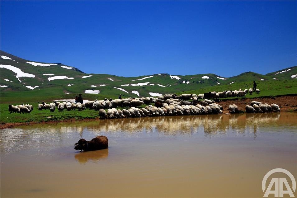 KARADENIZ YAYLALARI
