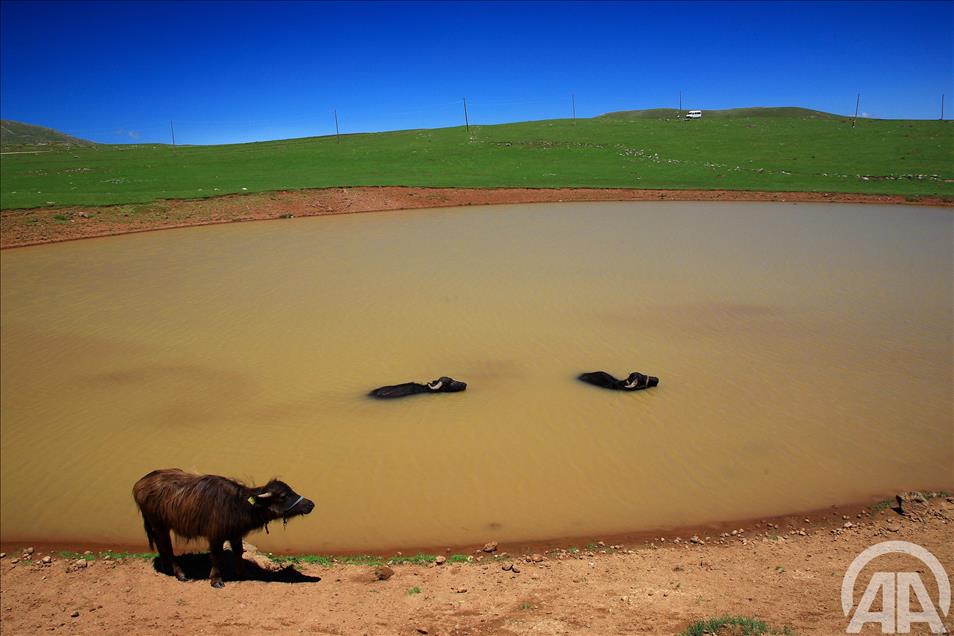 KARADENIZ YAYLALARI