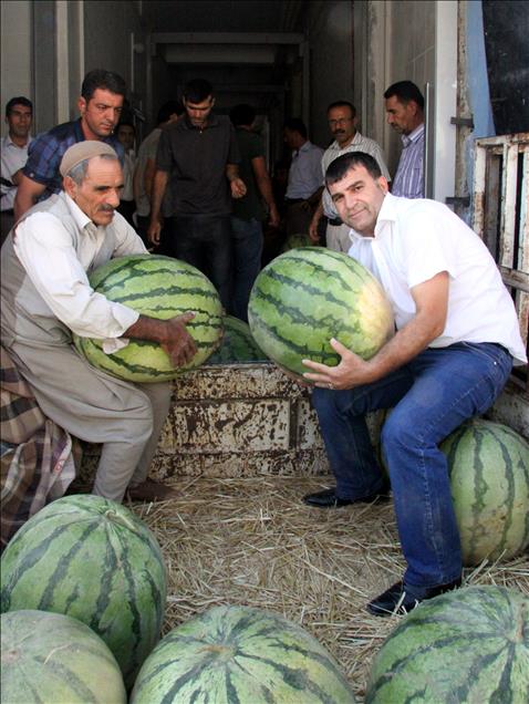 DIYARBAKIR KARPUZUNDA HEDEF 70 KILOYA ULASMAK