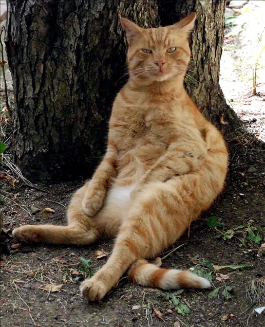 KEDI ''AYSE''NIN DINLENME MOLASI