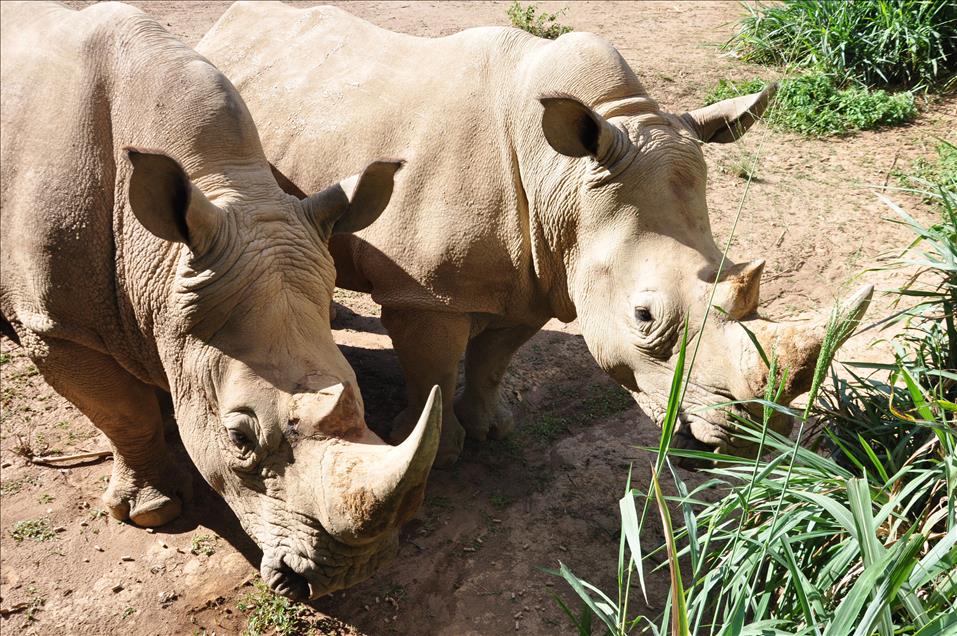 UGANDA'DAN GORUNUM