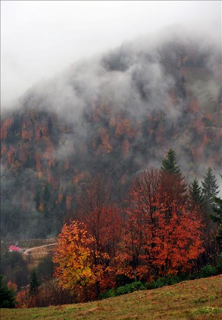 KARADENIZ RENGARENK 
