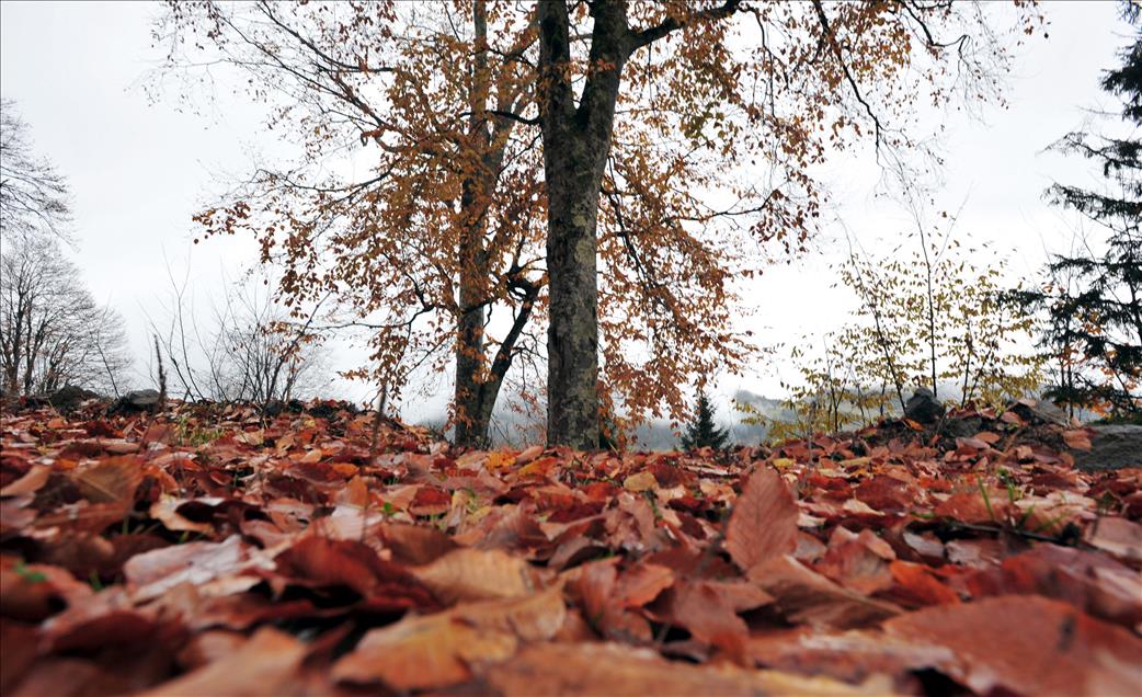 KARADENIZ RENGARENK 