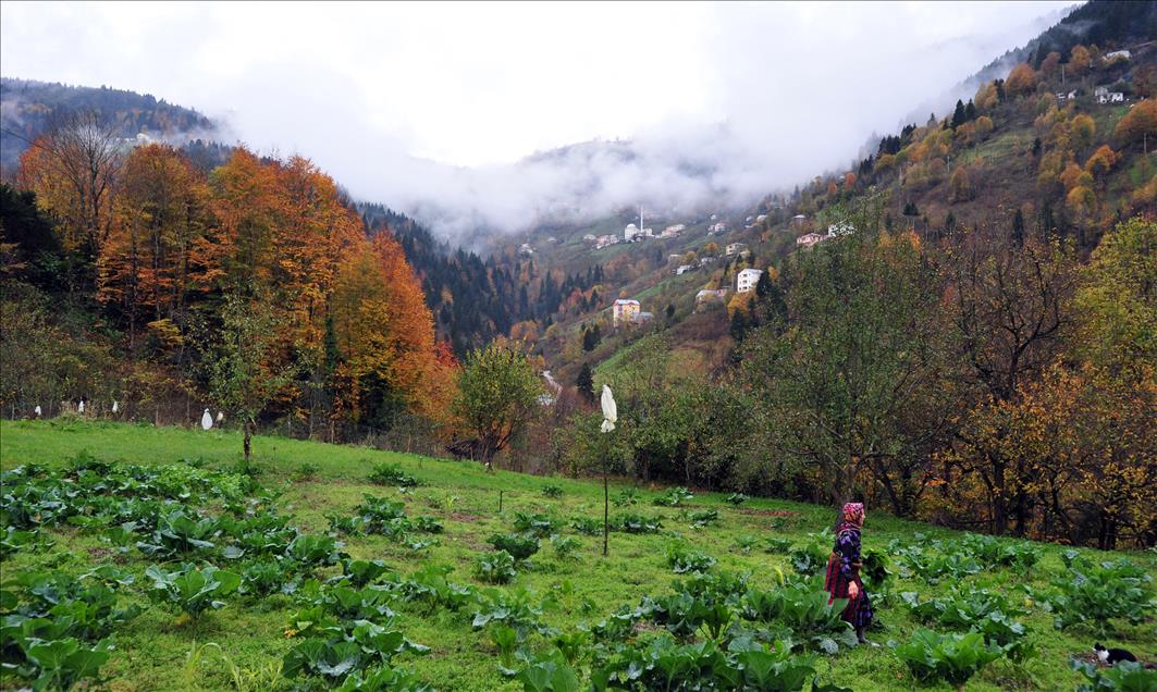 KARADENIZ RENGARENK 