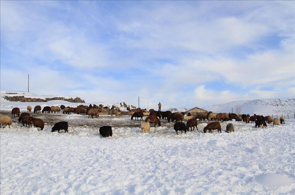 DOGU ANADOLU'DA KIS