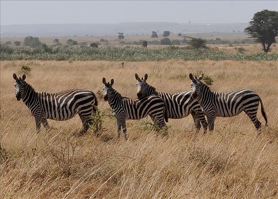 CUMHURBASKANI GUL'UN OBJEKTIFINDEN AFRIKA'DAN KARELER