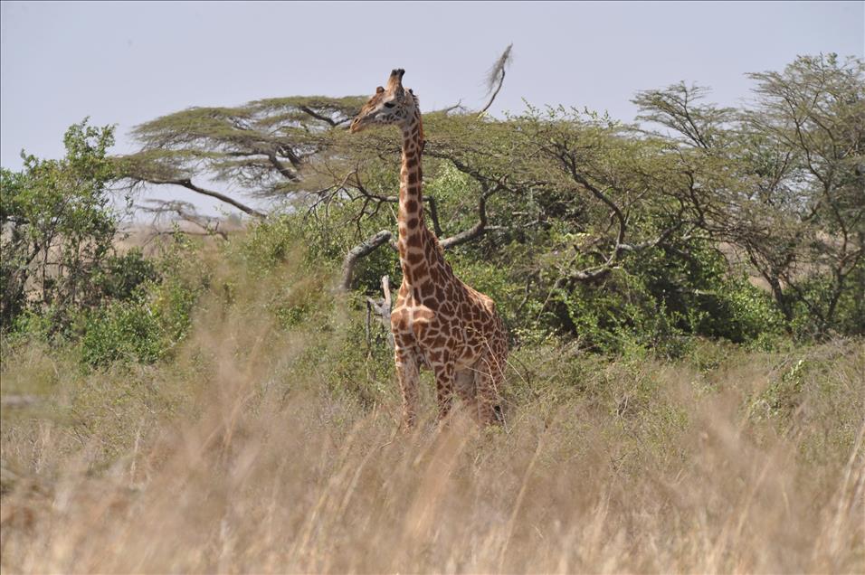 CUMHURBASKANI GUL'UN OBJEKTIFINDEN AFRIKA'DAN KARELER