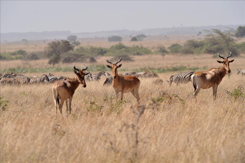CUMHURBASKANI GUL'UN OBJEKTIFINDEN AFRIKA'DAN KARELER