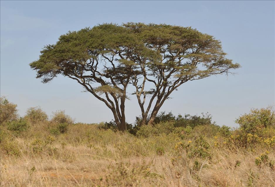 CUMHURBASKANI GUL'UN OBJEKTIFINDEN AFRIKA'DAN KARELER