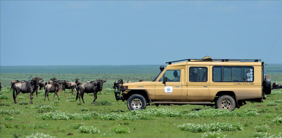 ''SONSUZ DUZLUK'' ANLAMINA GELEN SERENGETI'DE BUYUK GOC