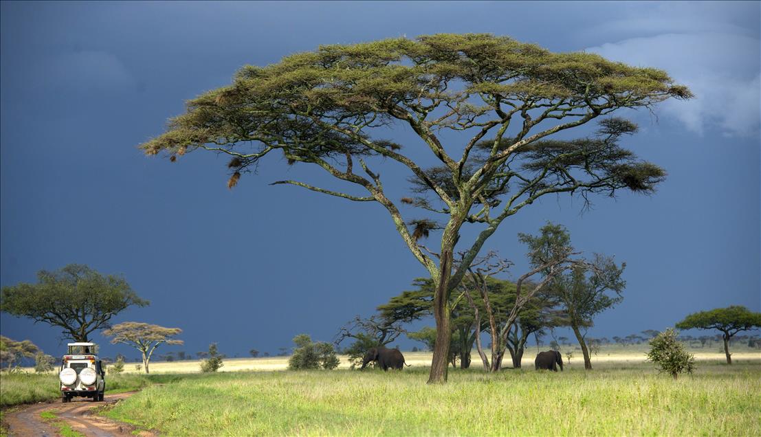 ''SONSUZ DUZLUK'' ANLAMINA GELEN SERENGETI'DE BUYUK GOC