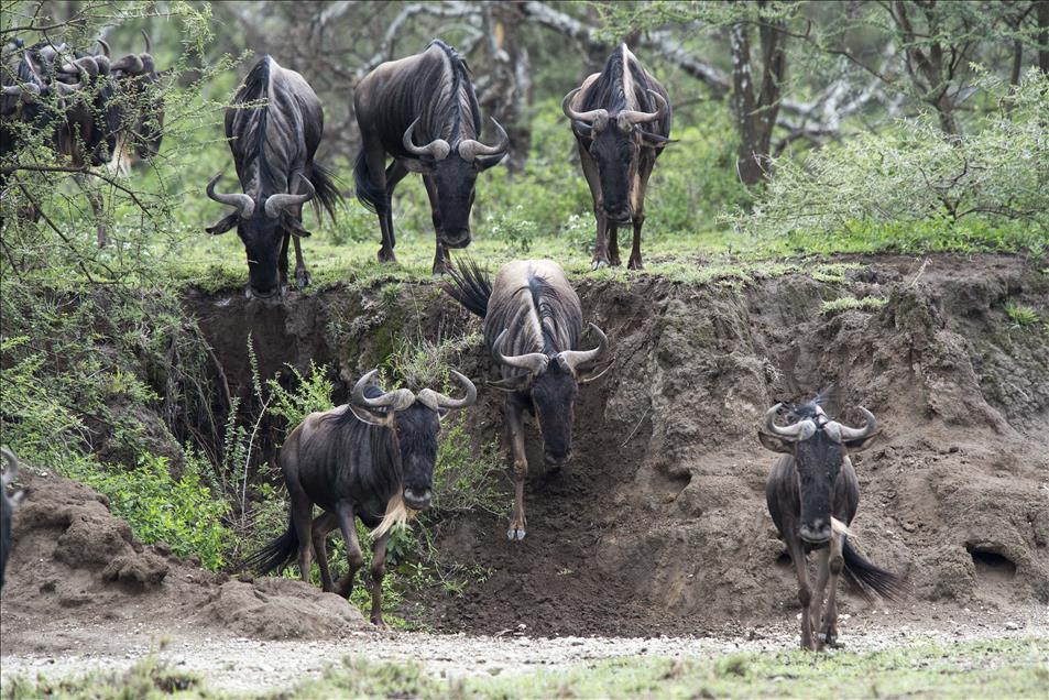 ''SONSUZ DUZLUK'' ANLAMINA GELEN SERENGETI'DE BUYUK GOC