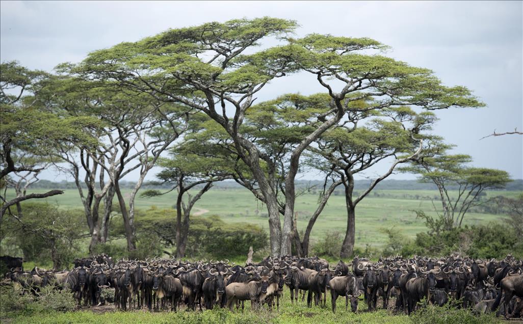 ''SONSUZ DUZLUK'' ANLAMINA GELEN SERENGETI'DE BUYUK GOC