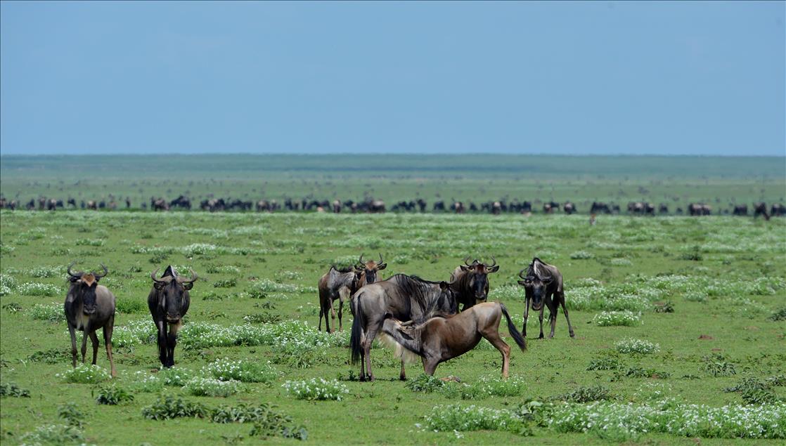''SONSUZ DUZLUK'' ANLAMINA GELEN SERENGETI'DE BUYUK GOC