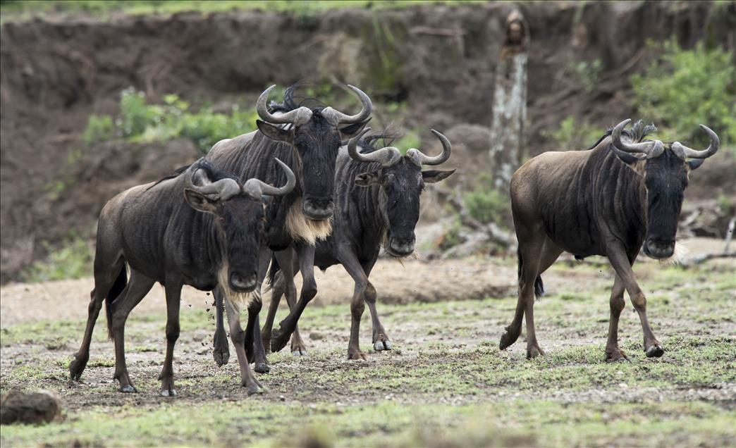 ''SONSUZ DUZLUK'' ANLAMINA GELEN SERENGETI'DE BUYUK GOC