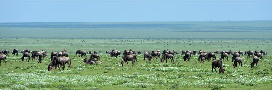 ''SONSUZ DUZLUK'' ANLAMINA GELEN SERENGETI'DE BUYUK GOC