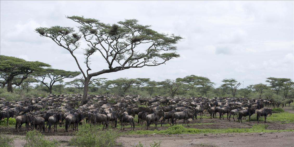 ''SONSUZ DUZLUK'' ANLAMINA GELEN SERENGETI'DE BUYUK GOC