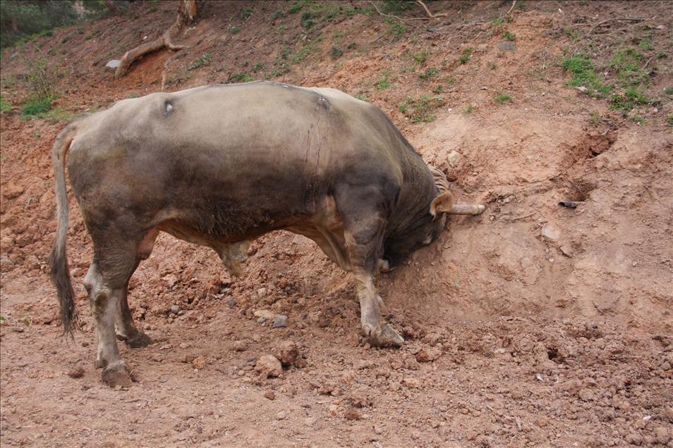 ARTVIN'DE BOGALAR GURESLERE HAZIRLANIYOR