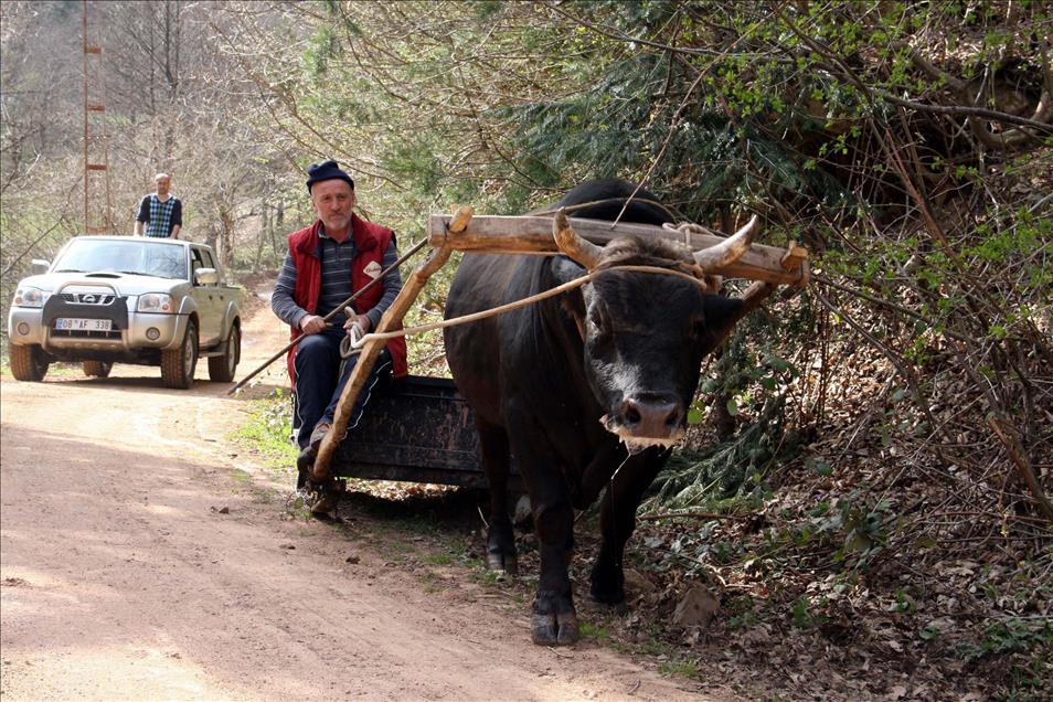 ARTVIN'DE BOGALAR GURESLERE HAZIRLANIYOR