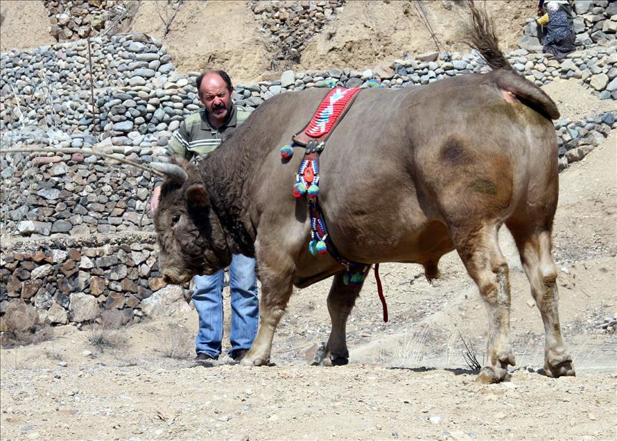 ARTVIN'DE BOGALAR GURES ICIN AHIRLARDAN CIKTI