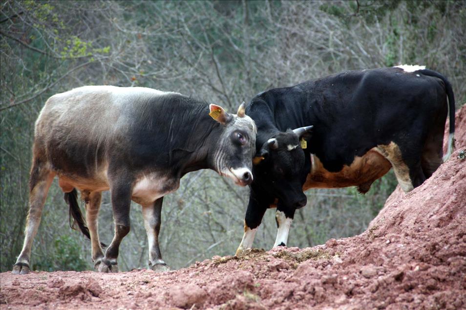 ARTVIN'DE BOGALAR GURESLERE HAZIRLANIYOR