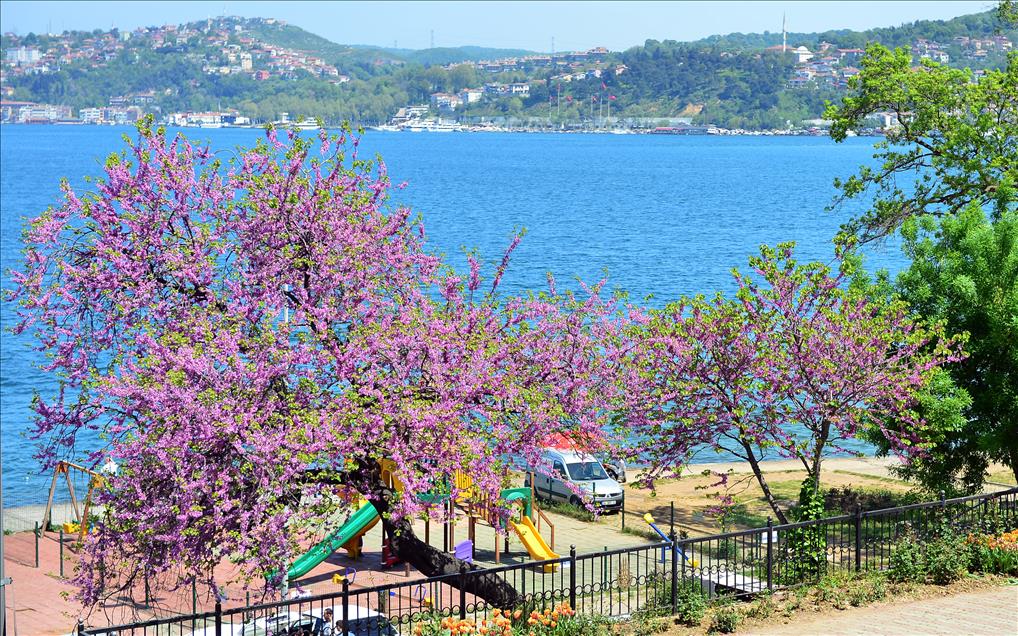 BOGAZ ERGUVAN ACTI