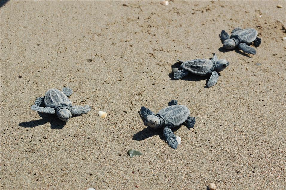 ILK YAVRU CARETTALAR DENIZLE BULUSTU